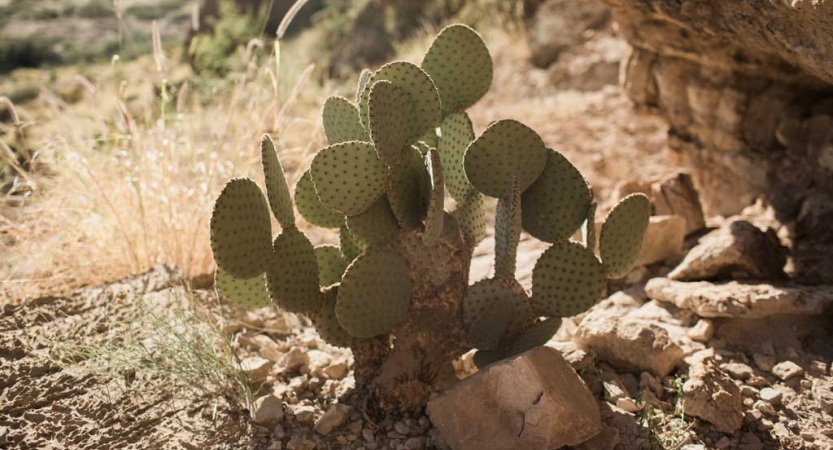 a photo of a cactus in big bend, texas